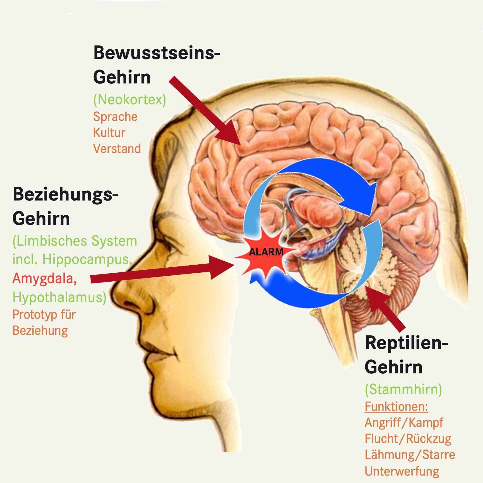 Im Streit spricht nicht dein Partner - es spricht sein Reptilien-Gehirn